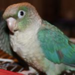 conure1_wa_2