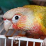 conure2_wa_2